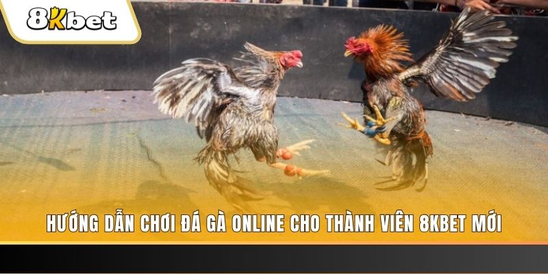 rr88vip JILI Game Bài 3d