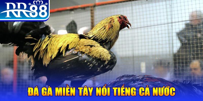 rr88vip xổ số đại phát