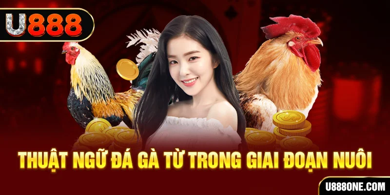 rr88vip xổ số miền bắc 90 ngày
