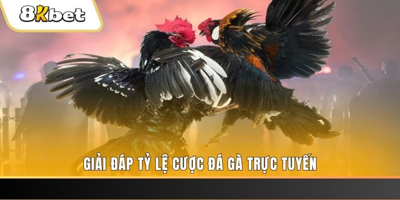 rr88vip ga choi cau thanh