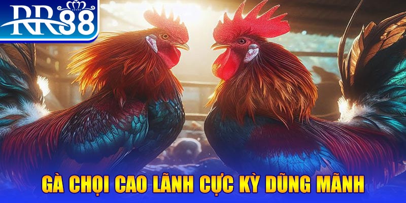 rr88vip HB Điện Tử